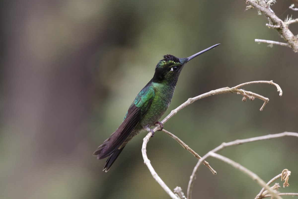 Talamanca Hummingbird - Krista Oswald