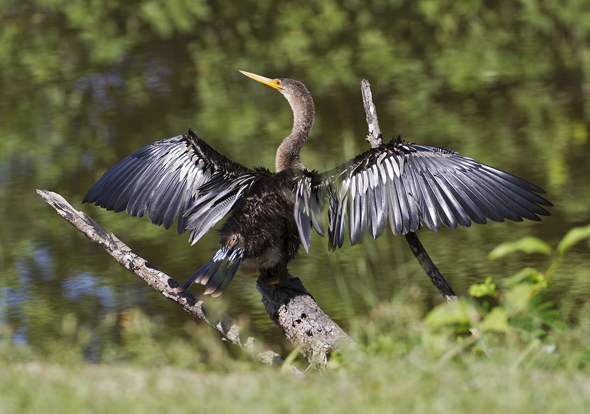 Anhinga - Jim Hengeveld