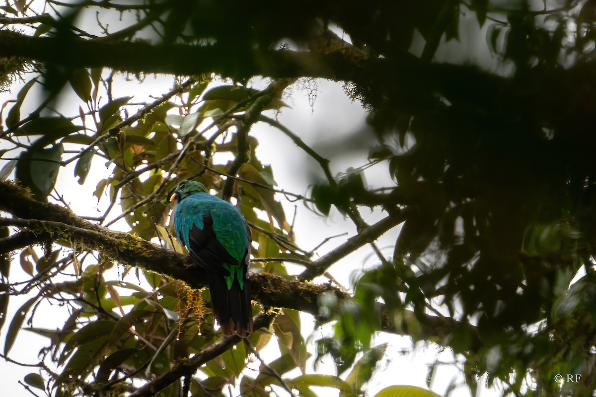 Quetzal Cabecidorado - ML619437582