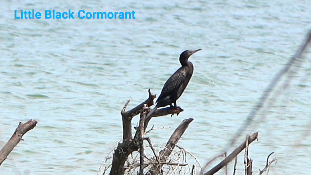 Little Black Cormorant - Anonymous