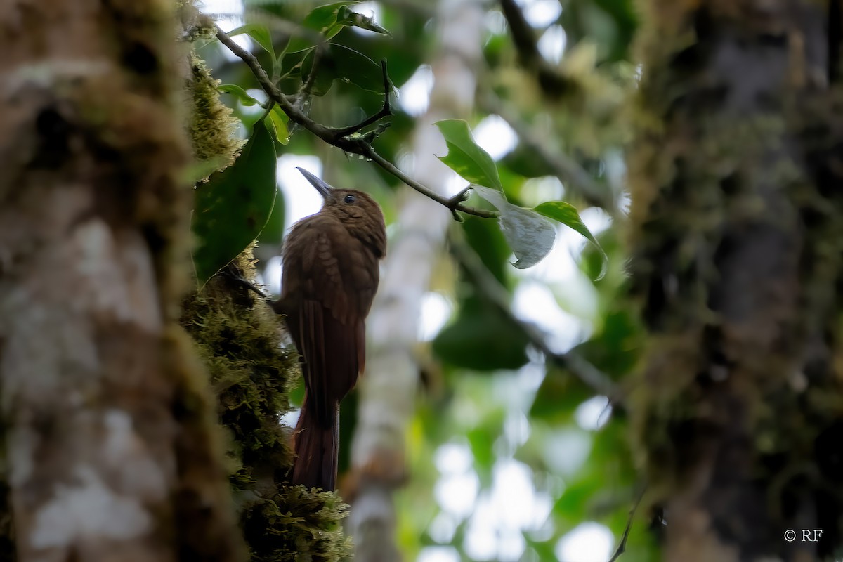 Tyrannine Woodcreeper - Roxie Fu