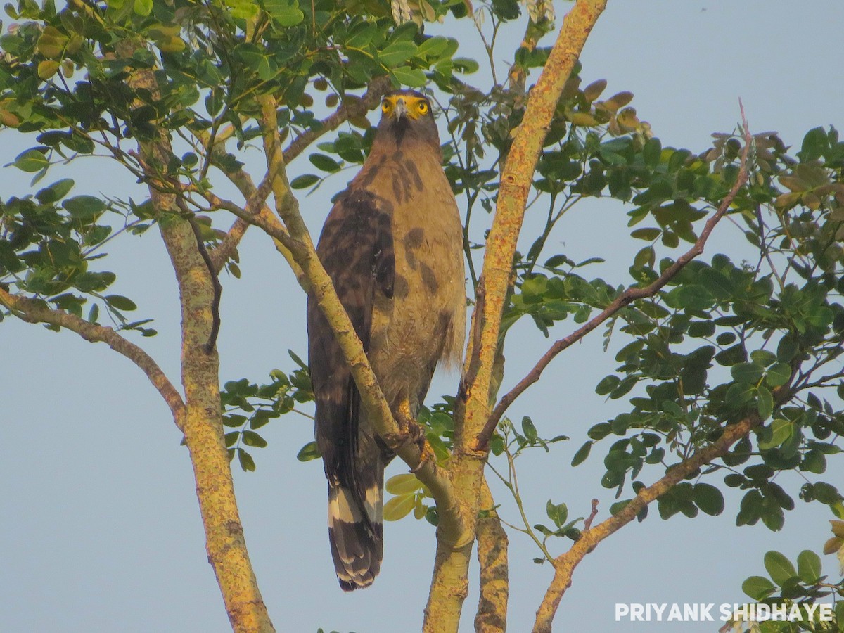 Crested Serpent-Eagle - Priyank Shidhaye