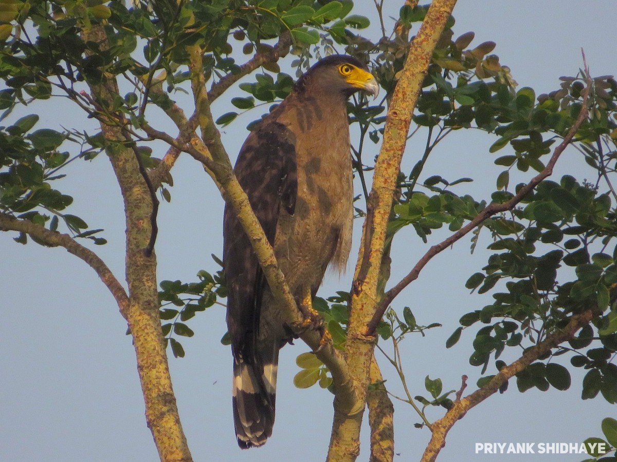 Crested Serpent-Eagle - Priyank Shidhaye