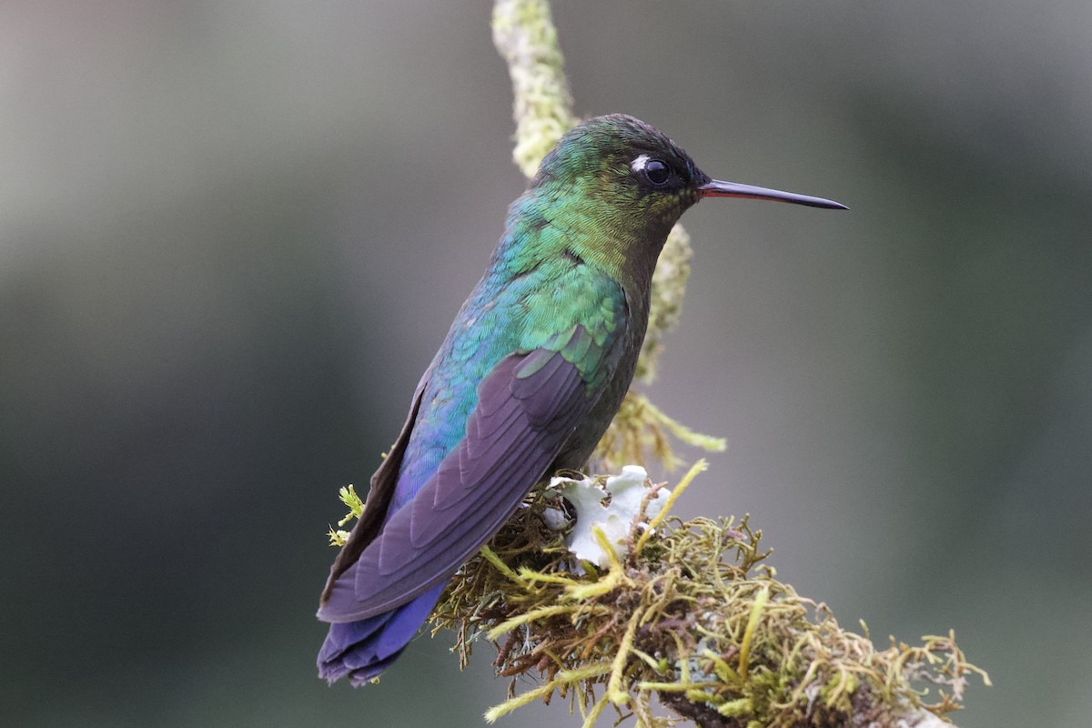 Fiery-throated Hummingbird - Krista Oswald