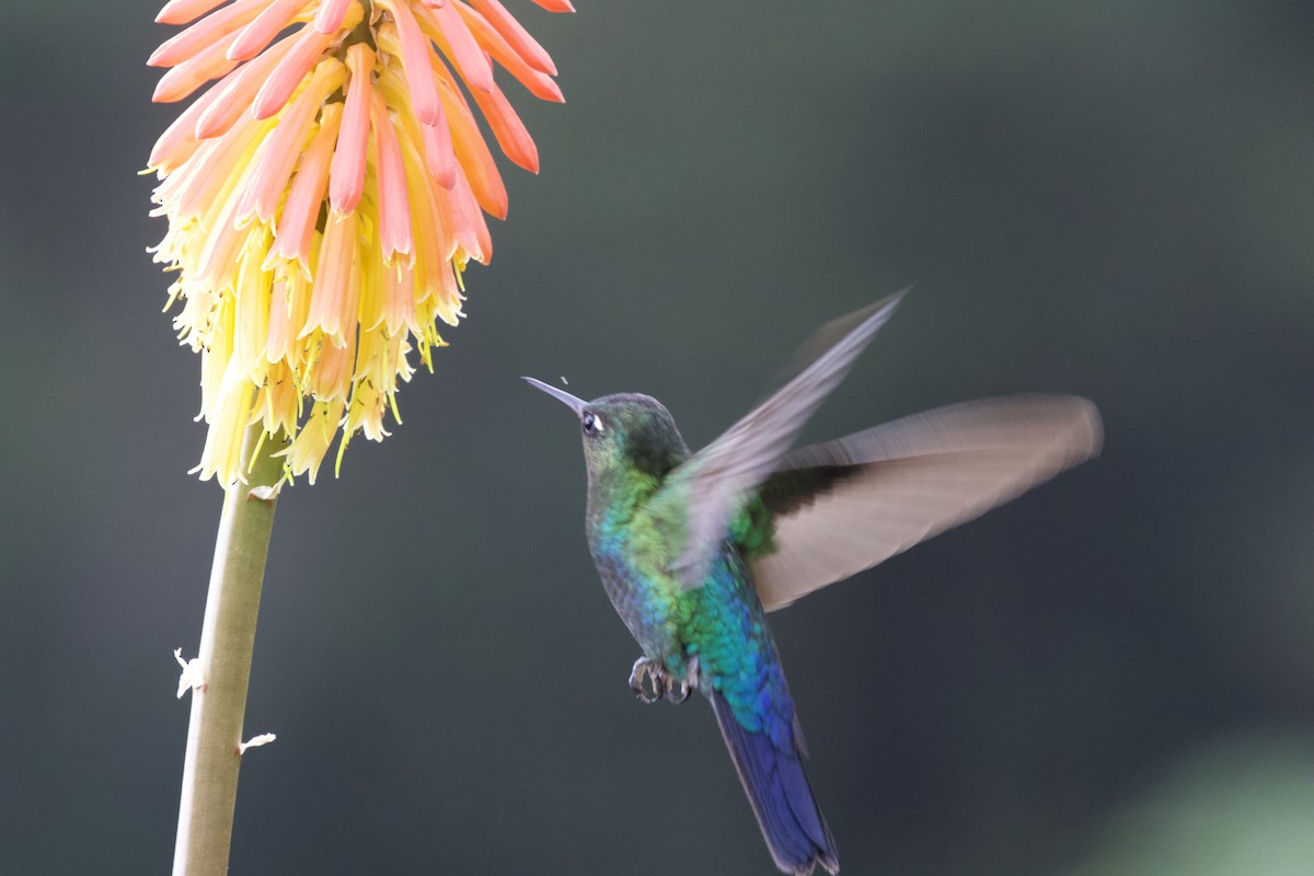 Fiery-throated Hummingbird - Krista Oswald