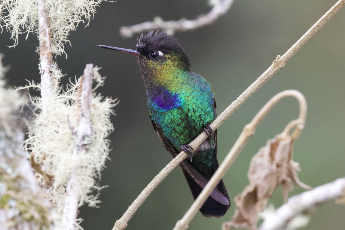 Fiery-throated Hummingbird - Krista Oswald