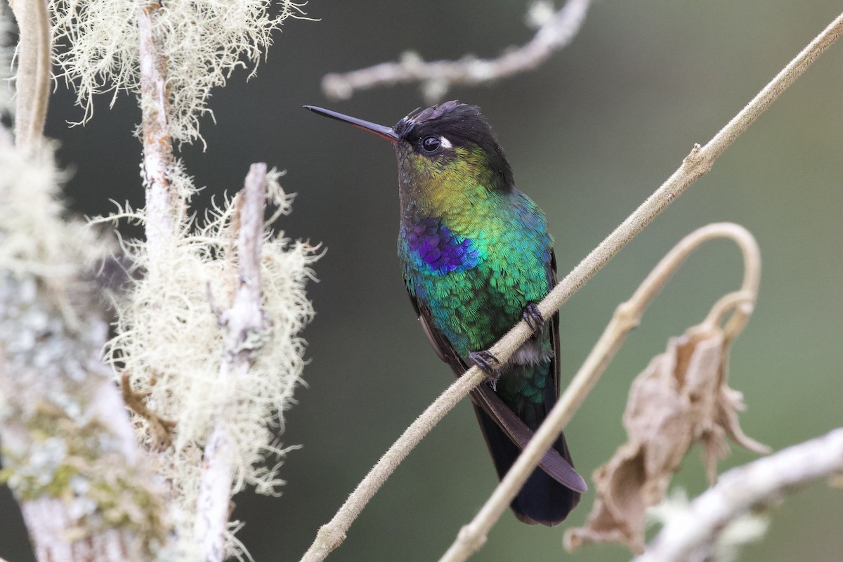 Fiery-throated Hummingbird - Krista Oswald