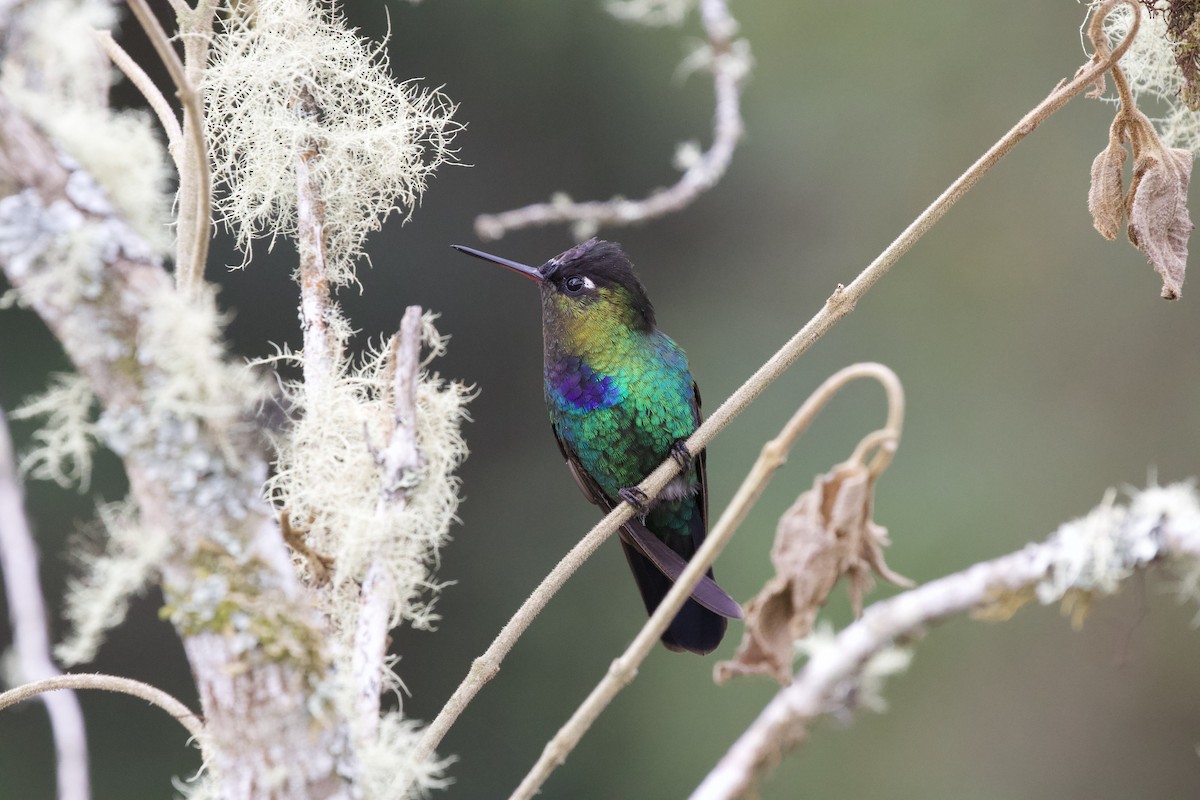 Fiery-throated Hummingbird - Krista Oswald