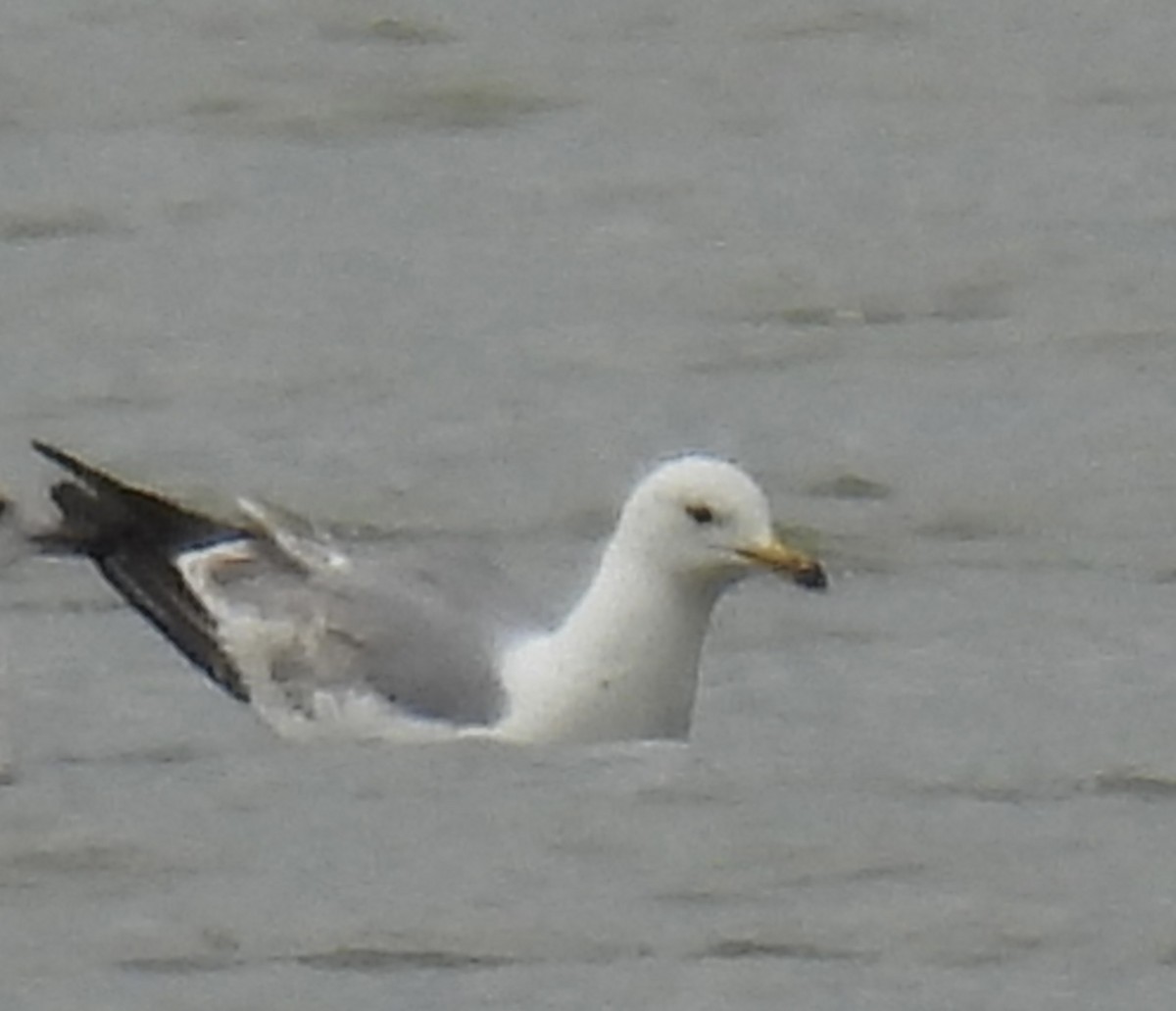 Caspian Gull - Mike Coulson