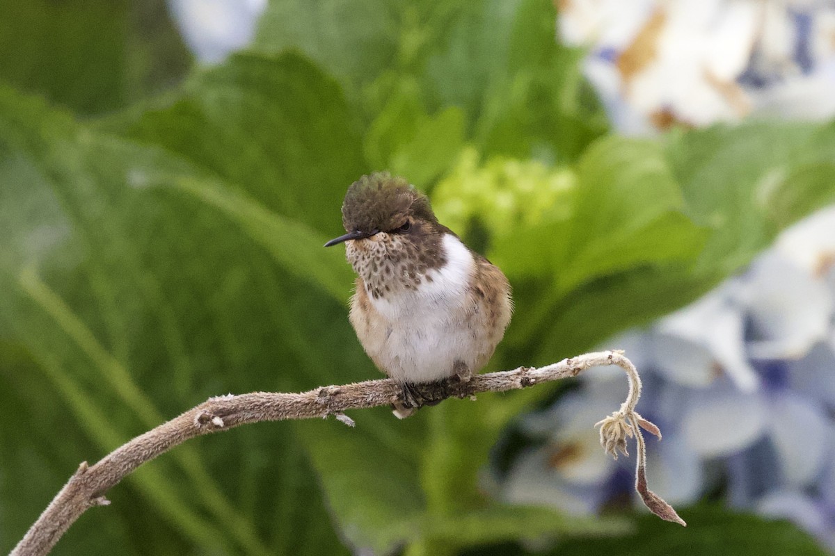 Scintillant Hummingbird - Krista Oswald