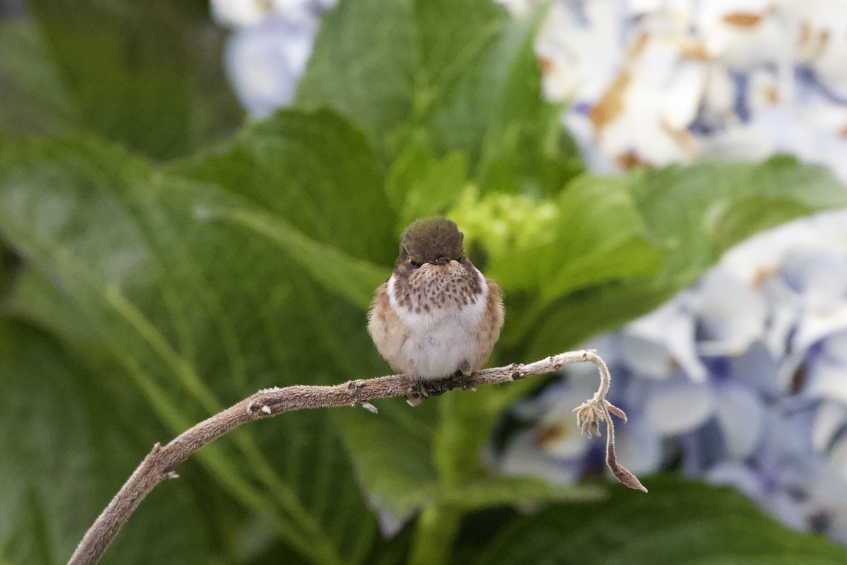 Scintillant Hummingbird - Krista Oswald