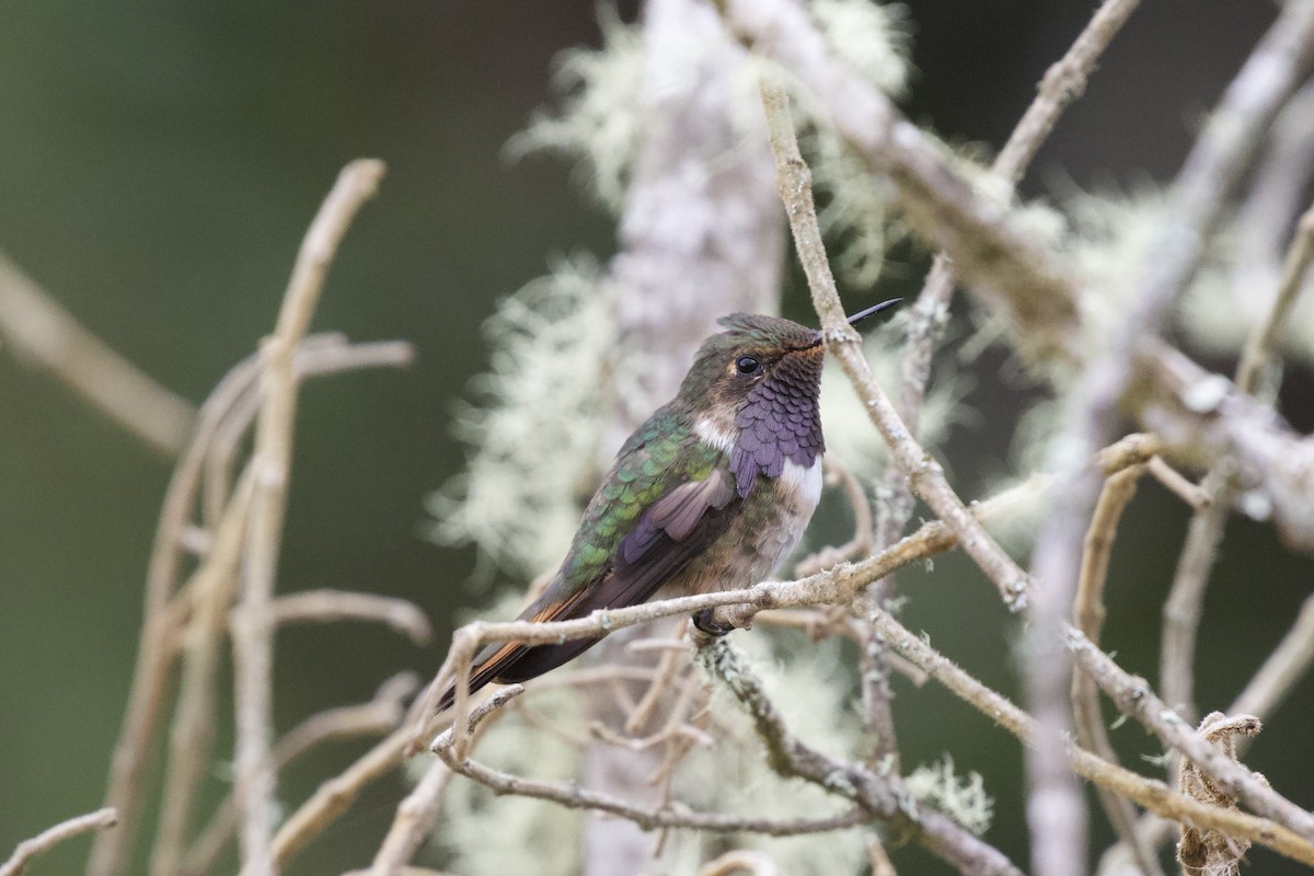 Volcano Hummingbird - Krista Oswald