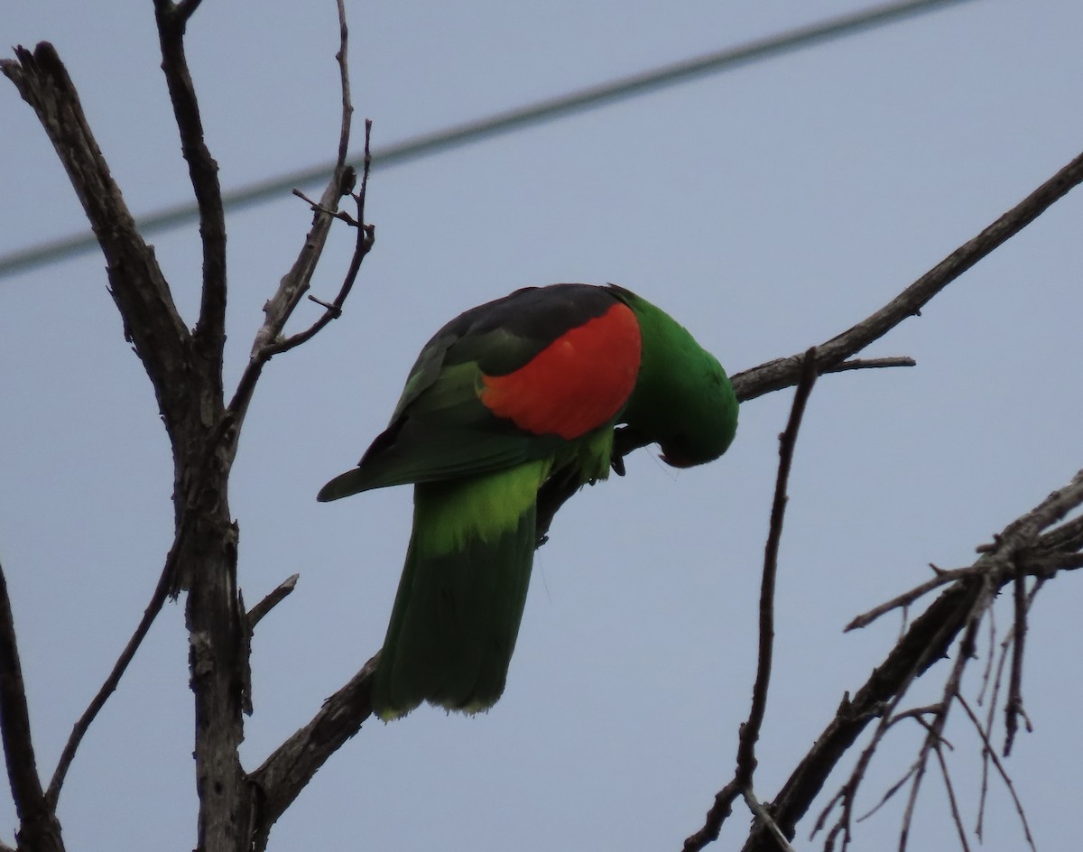 Red-winged Parrot - Sue Beatty