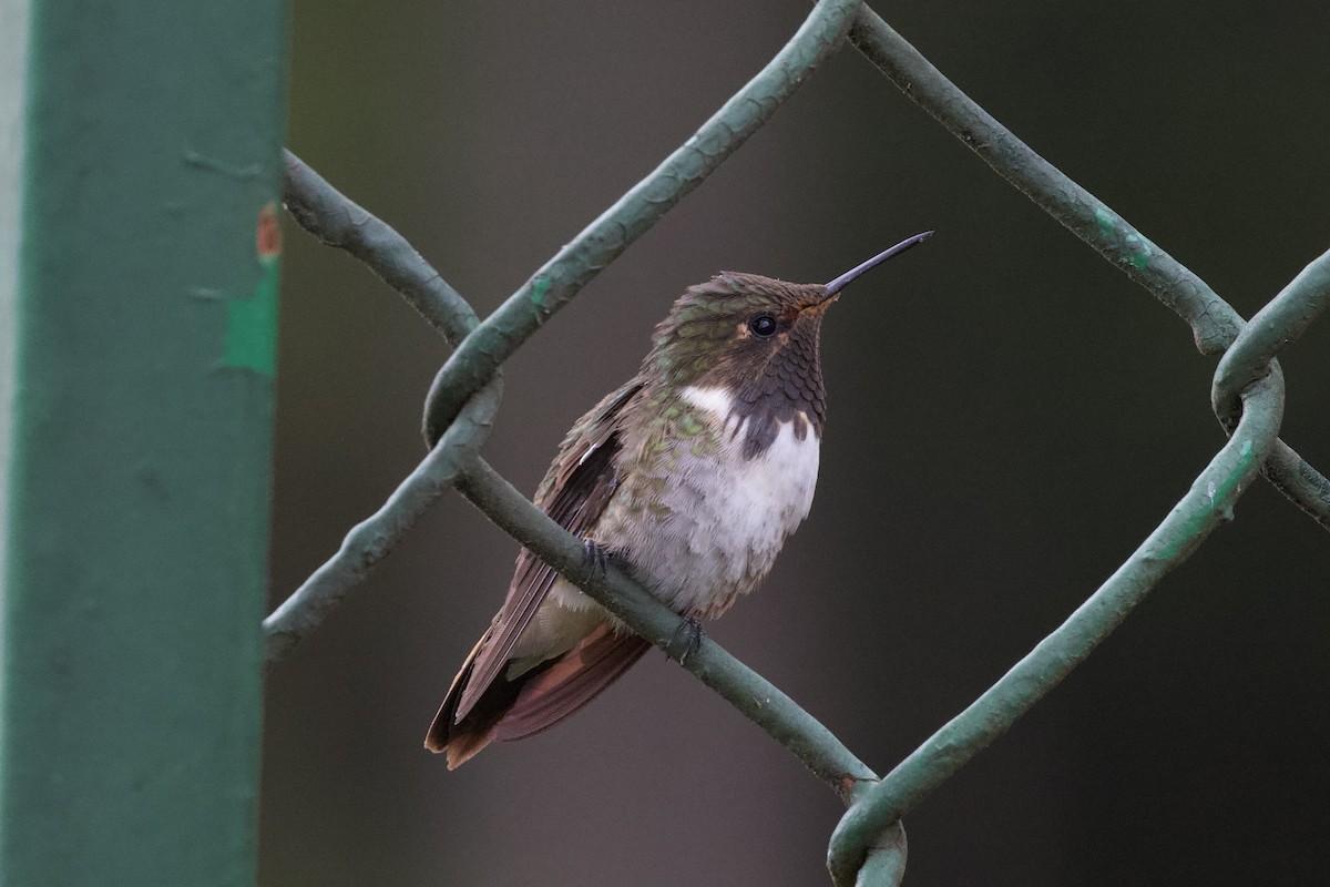 Volcano Hummingbird - Krista Oswald