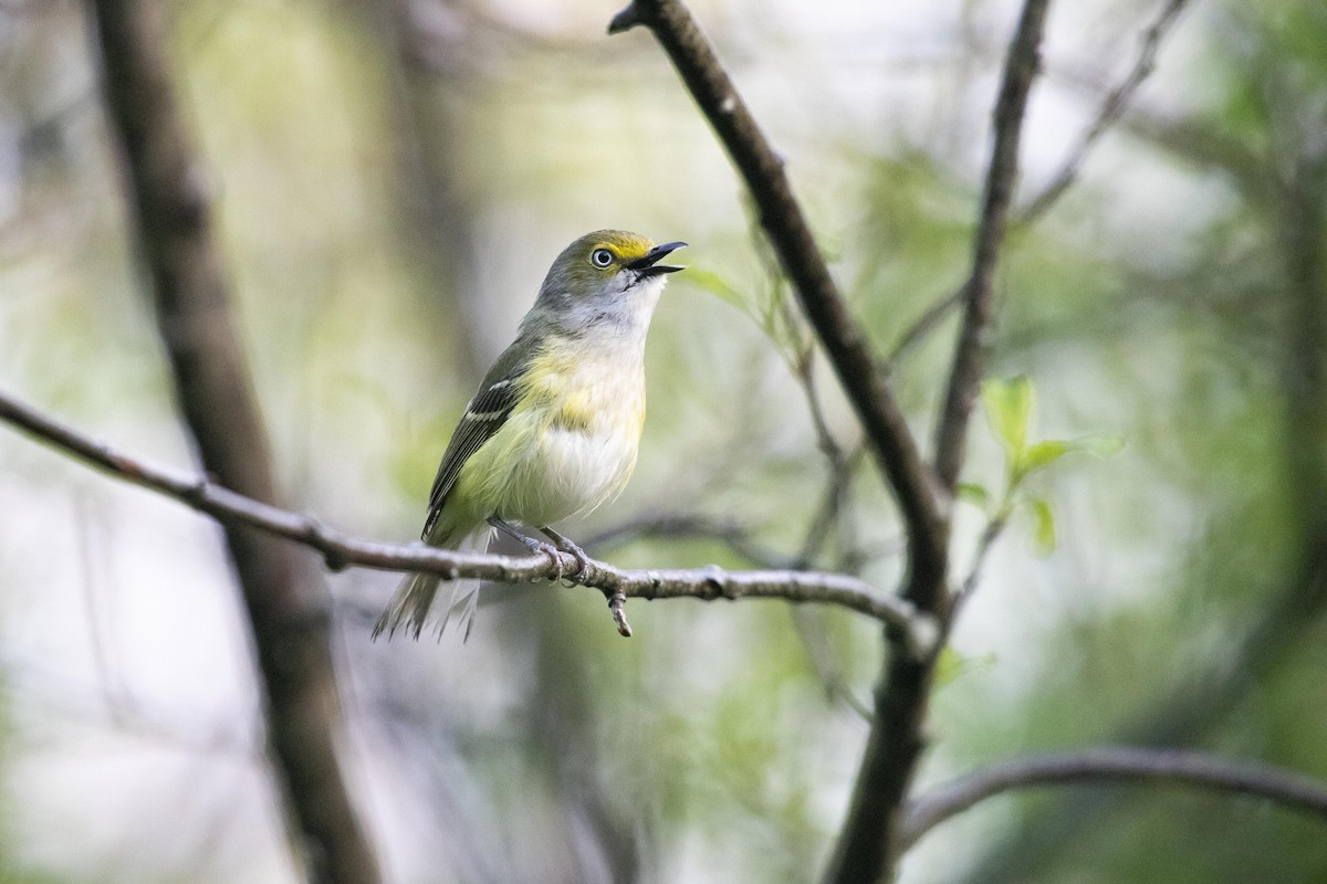 White-eyed Vireo - Cameron Johnson