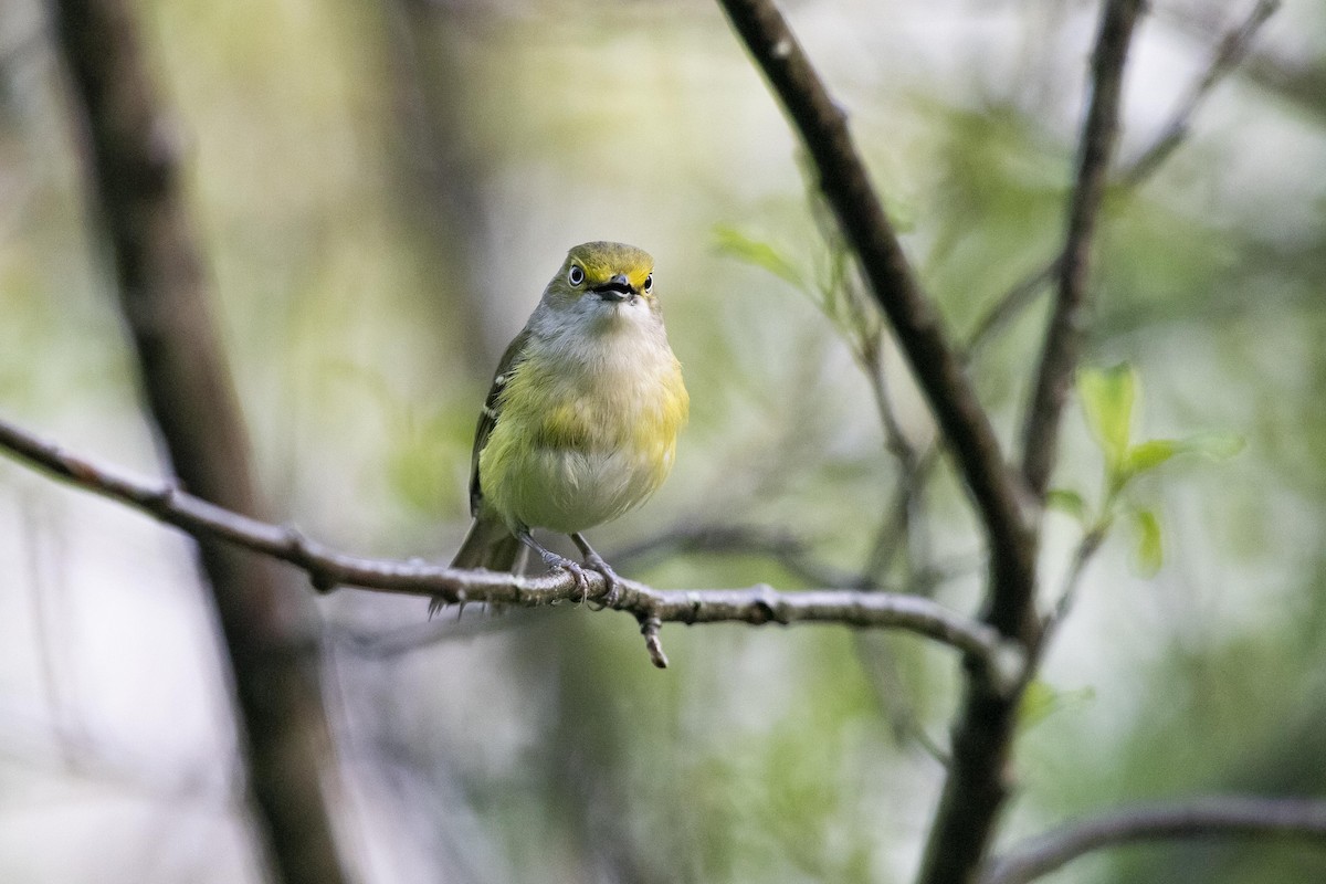 White-eyed Vireo - Cameron Johnson