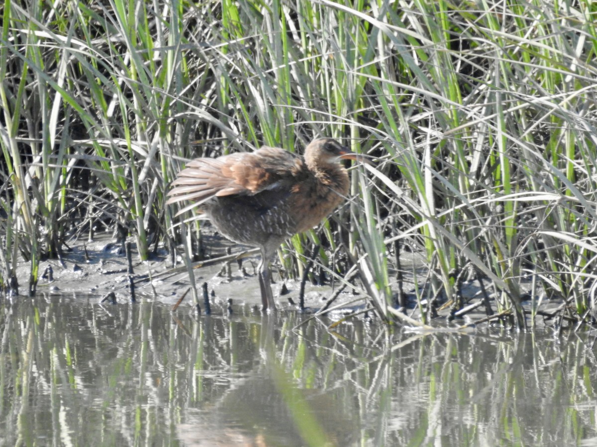 Ridgway's Rail - Allison Helm