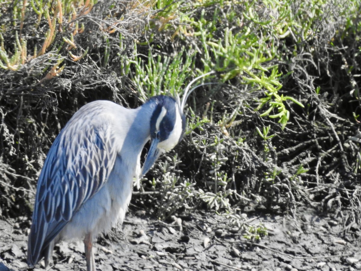 Yellow-crowned Night Heron - Allison Helm