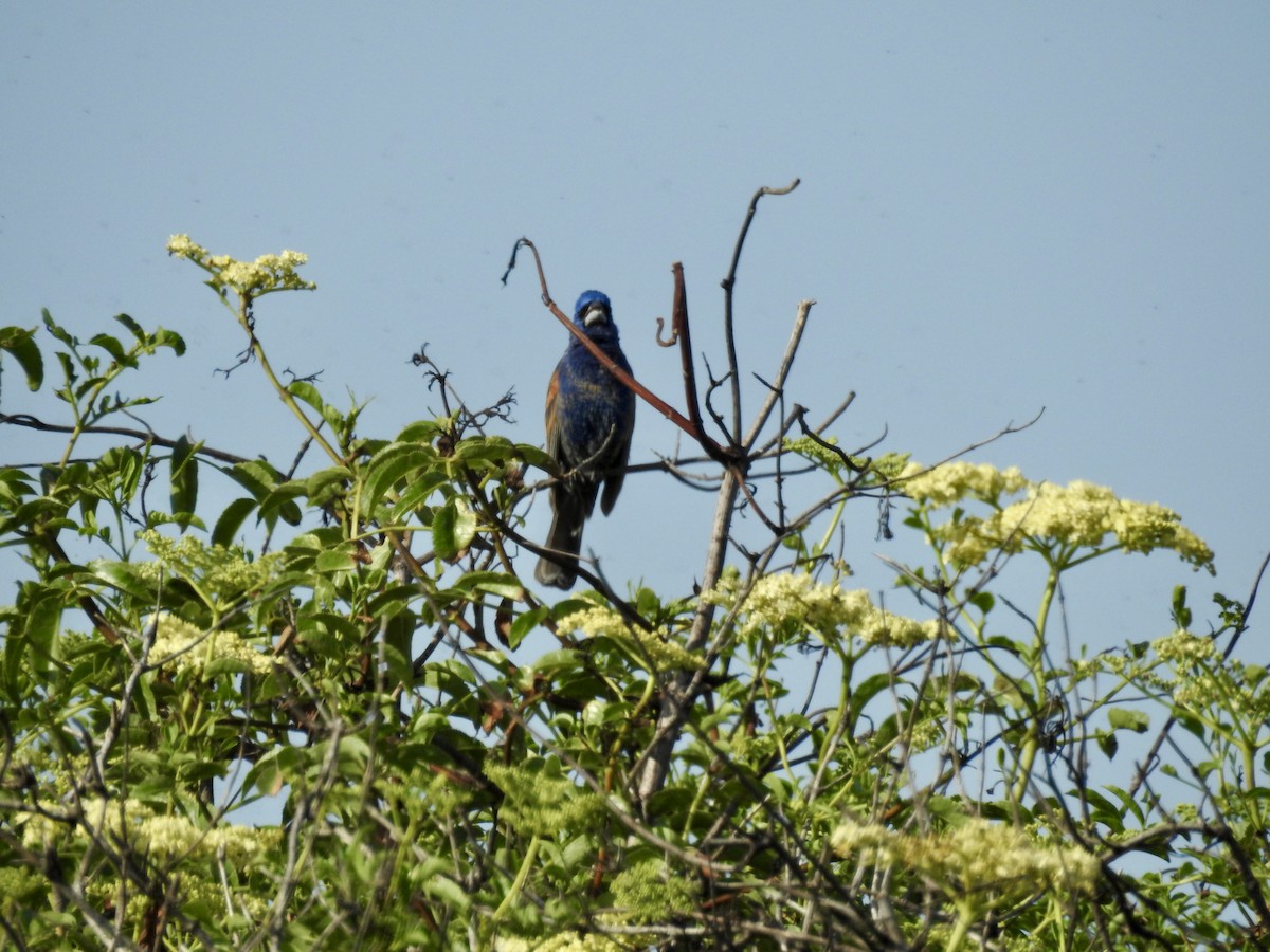 Blue Grosbeak - Allison Helm