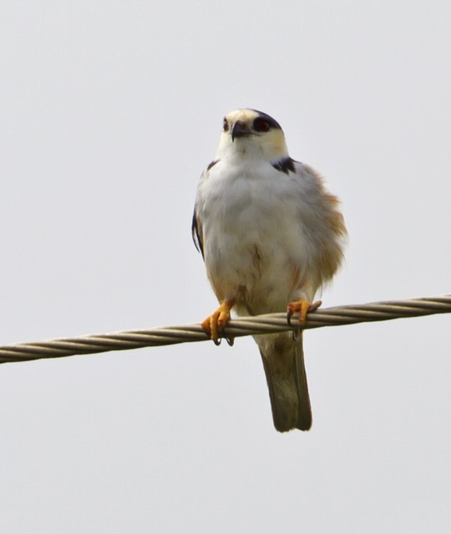 Pearl Kite - Jim Hengeveld