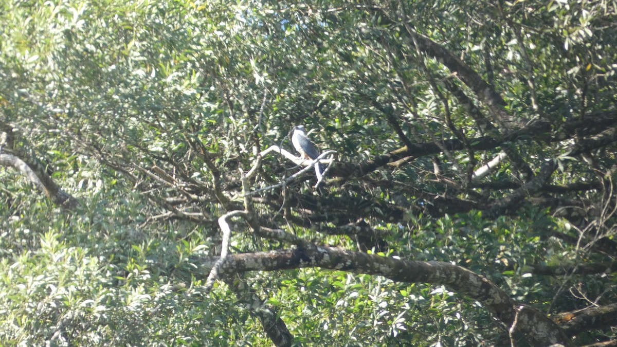 Pacific Baza - Morgan Pickering