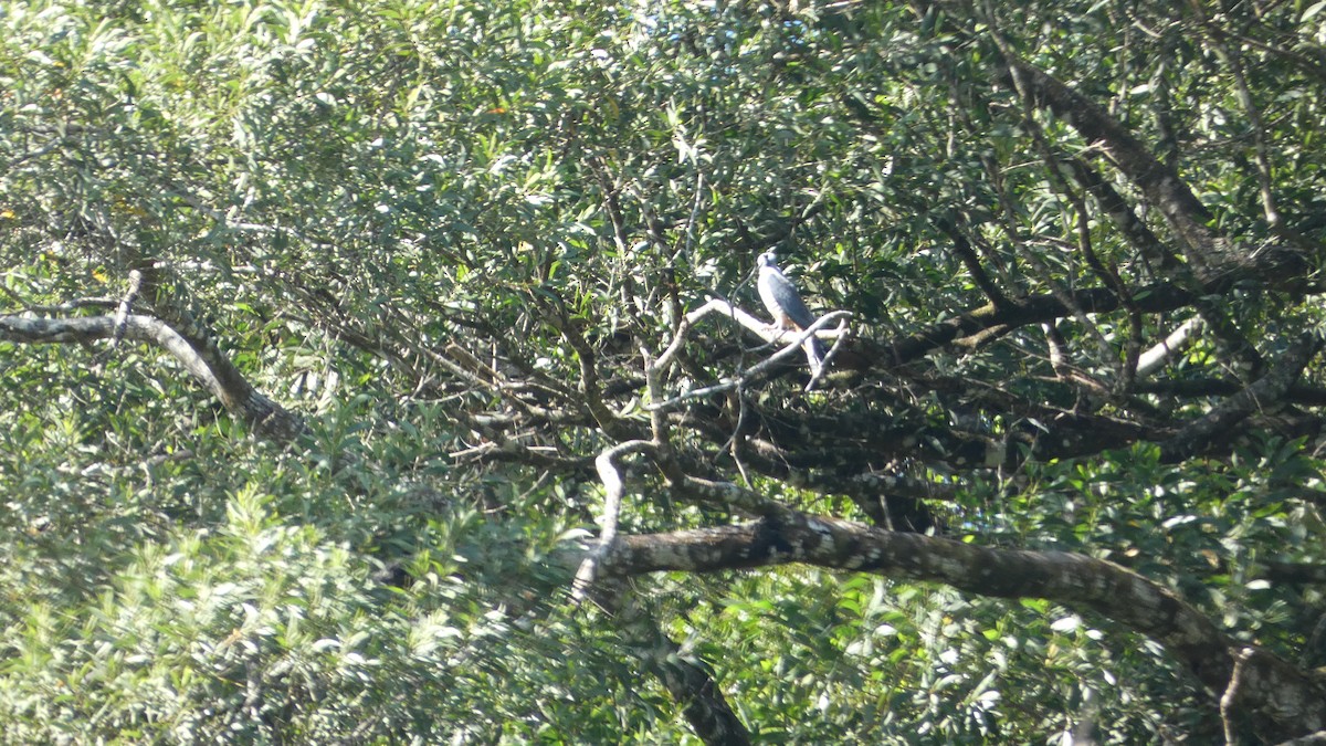 Pacific Baza - ML619437691