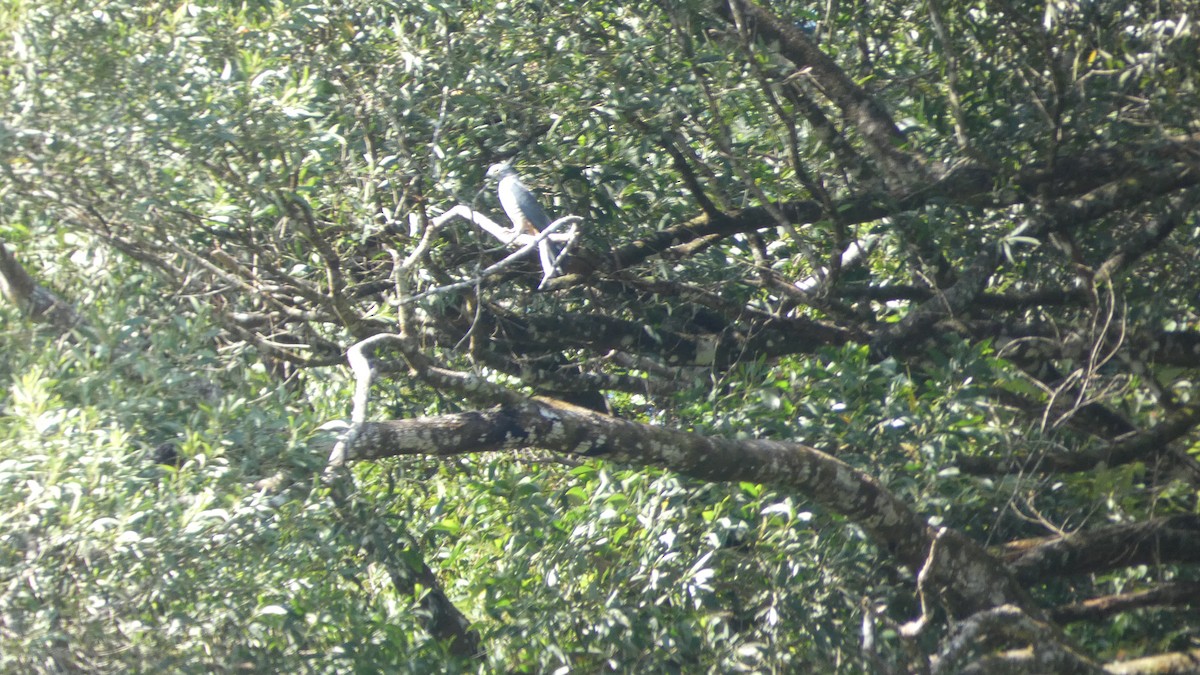 Pacific Baza - ML619437692