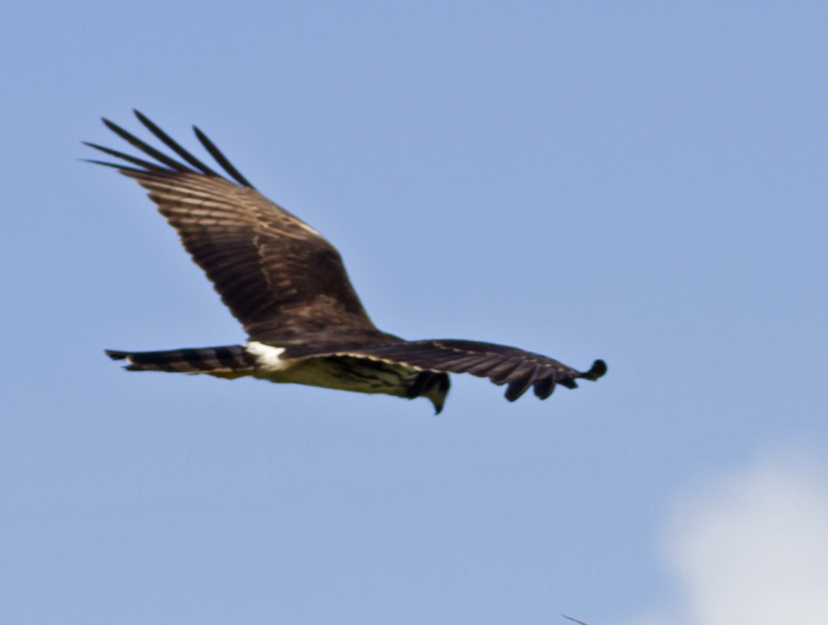 Long-winged Harrier - Jim Hengeveld