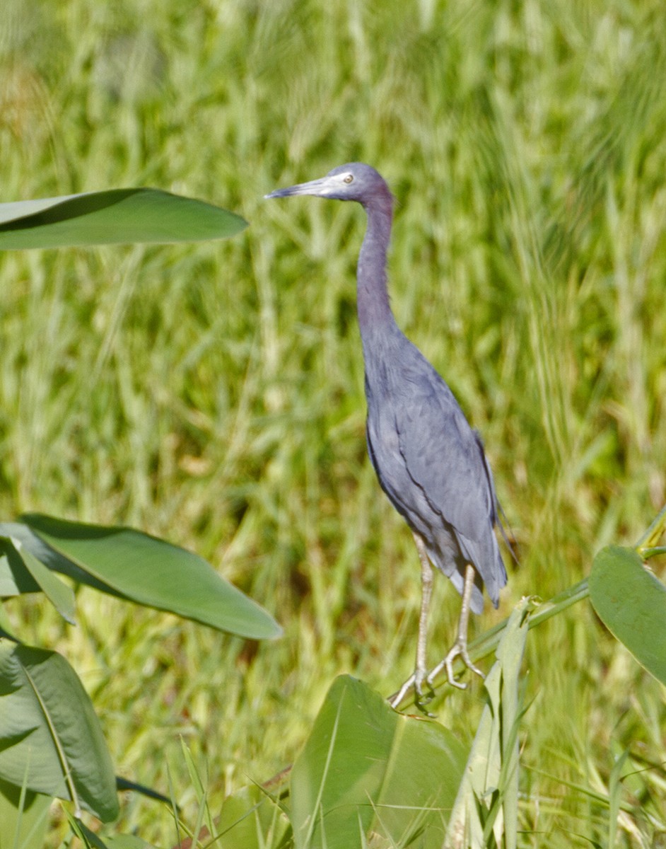 Little Blue Heron - Jim Hengeveld