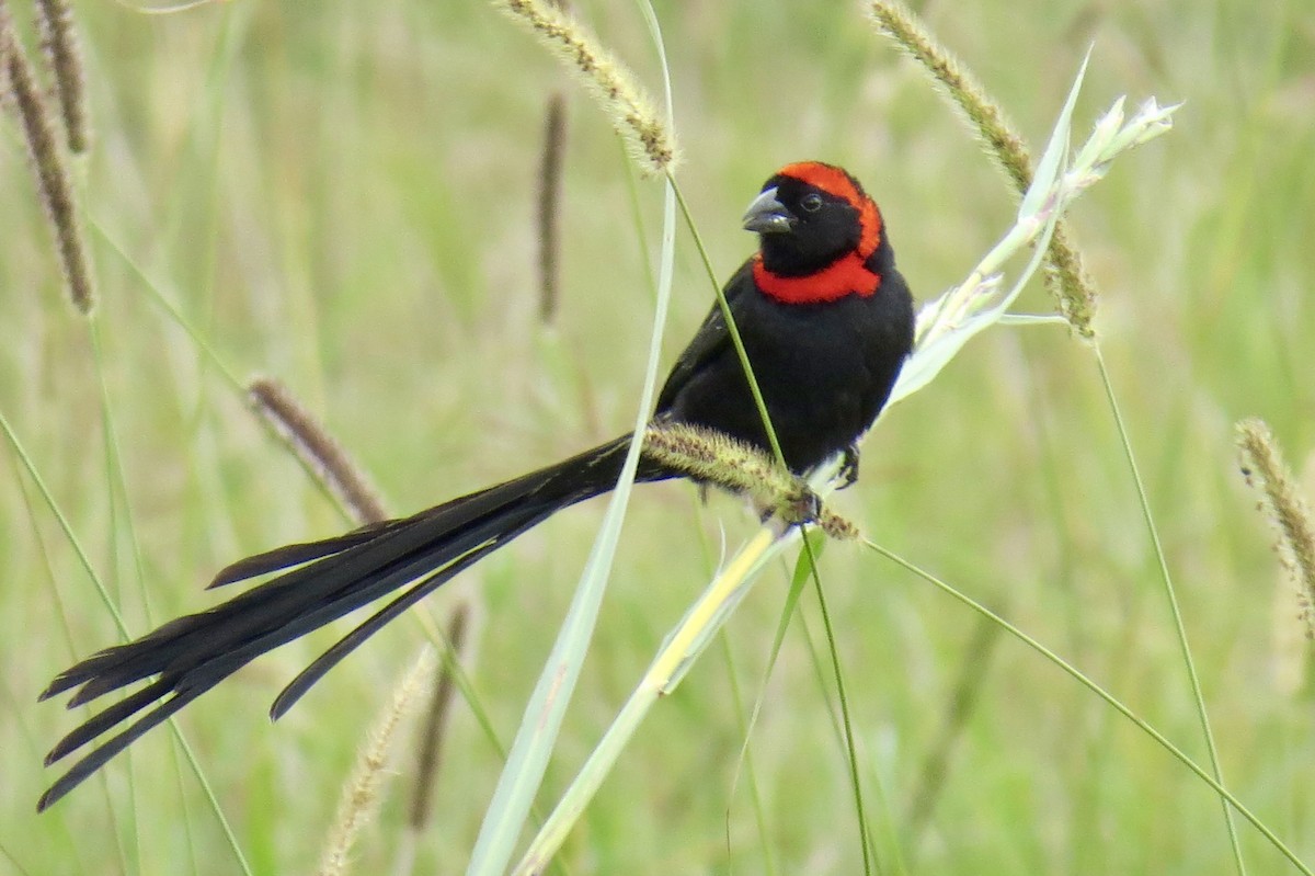 Red-cowled Widowbird - Michael Scott
