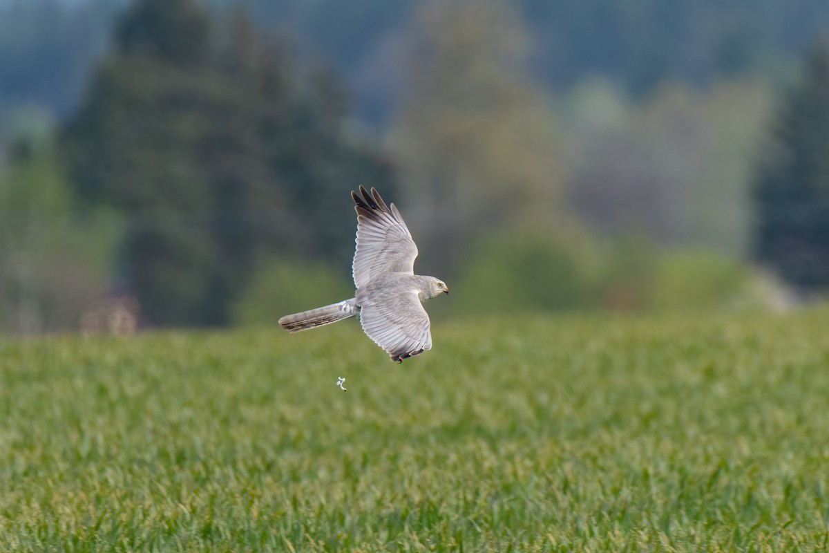 Pallid Harrier - ML619437717