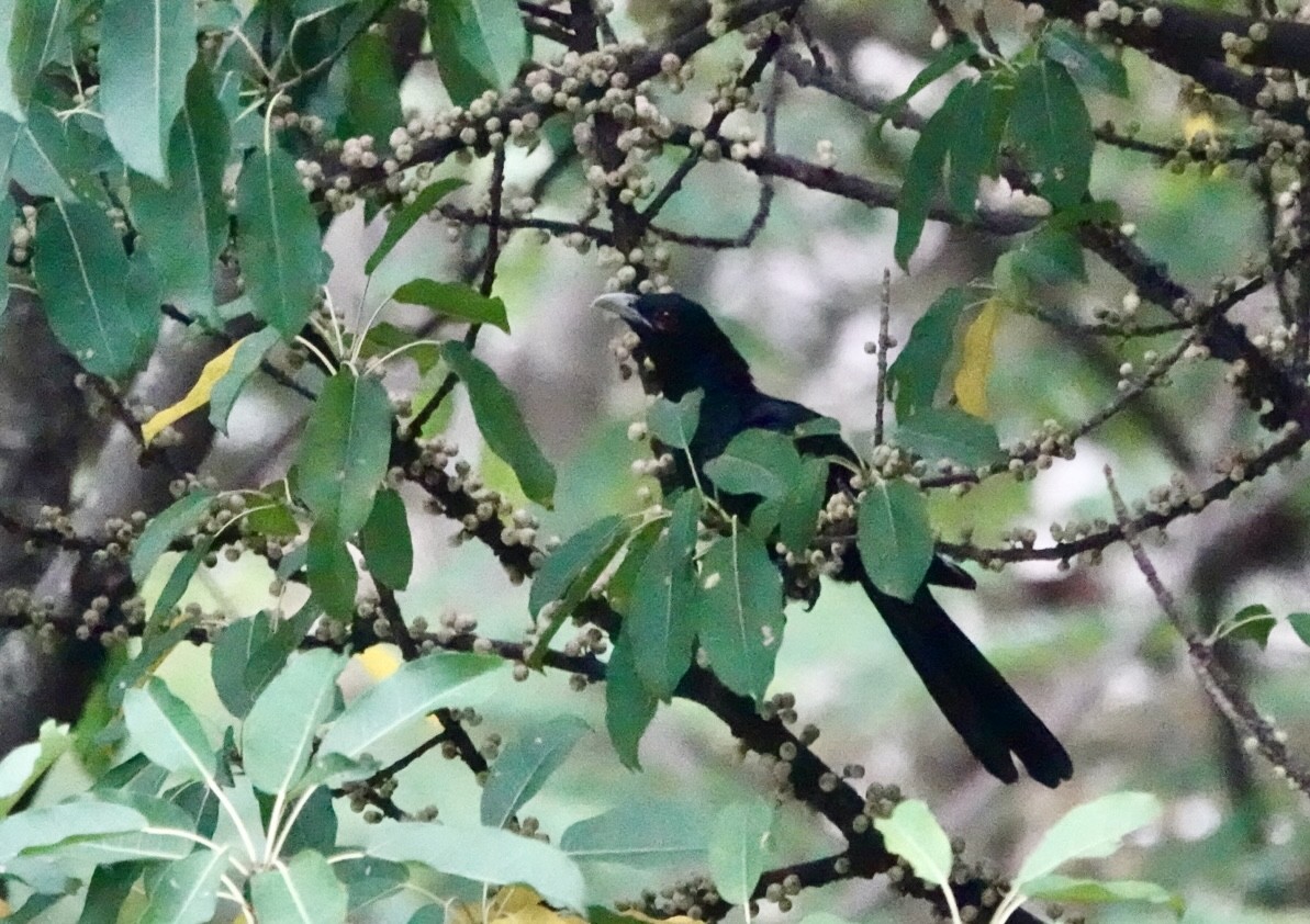 Asian Koel - Lam Chan