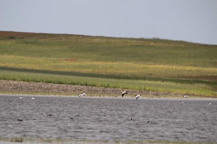 Casarca - ML619437720