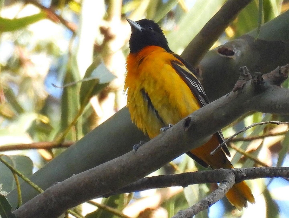 Baltimore Oriole - Nick & Jane