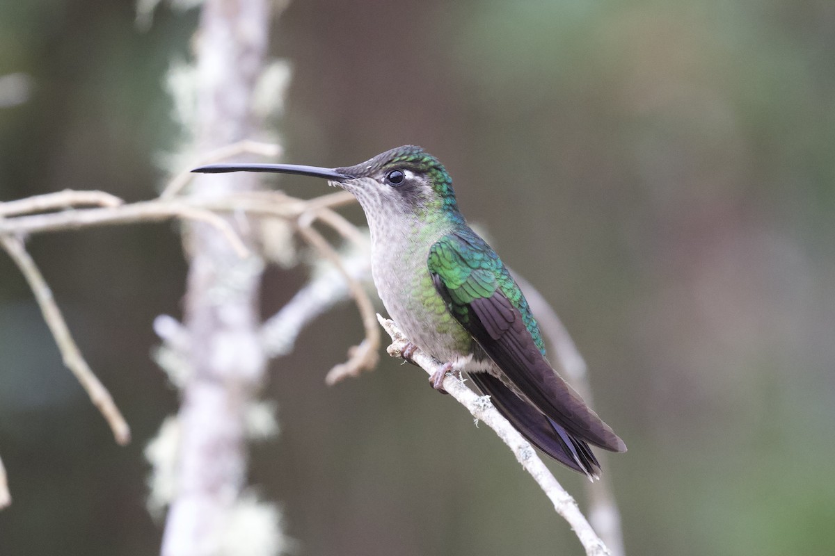 Talamanca Hummingbird - Krista Oswald