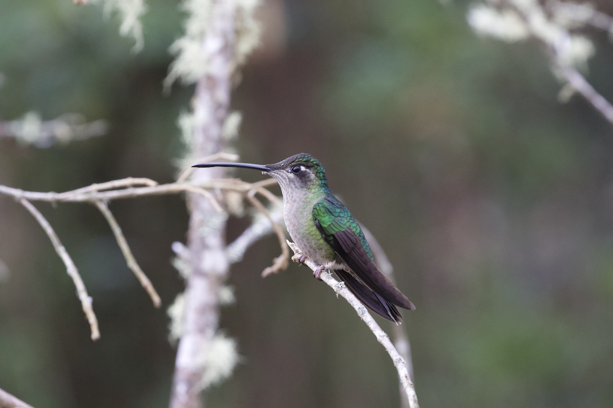 Talamanca Hummingbird - Krista Oswald