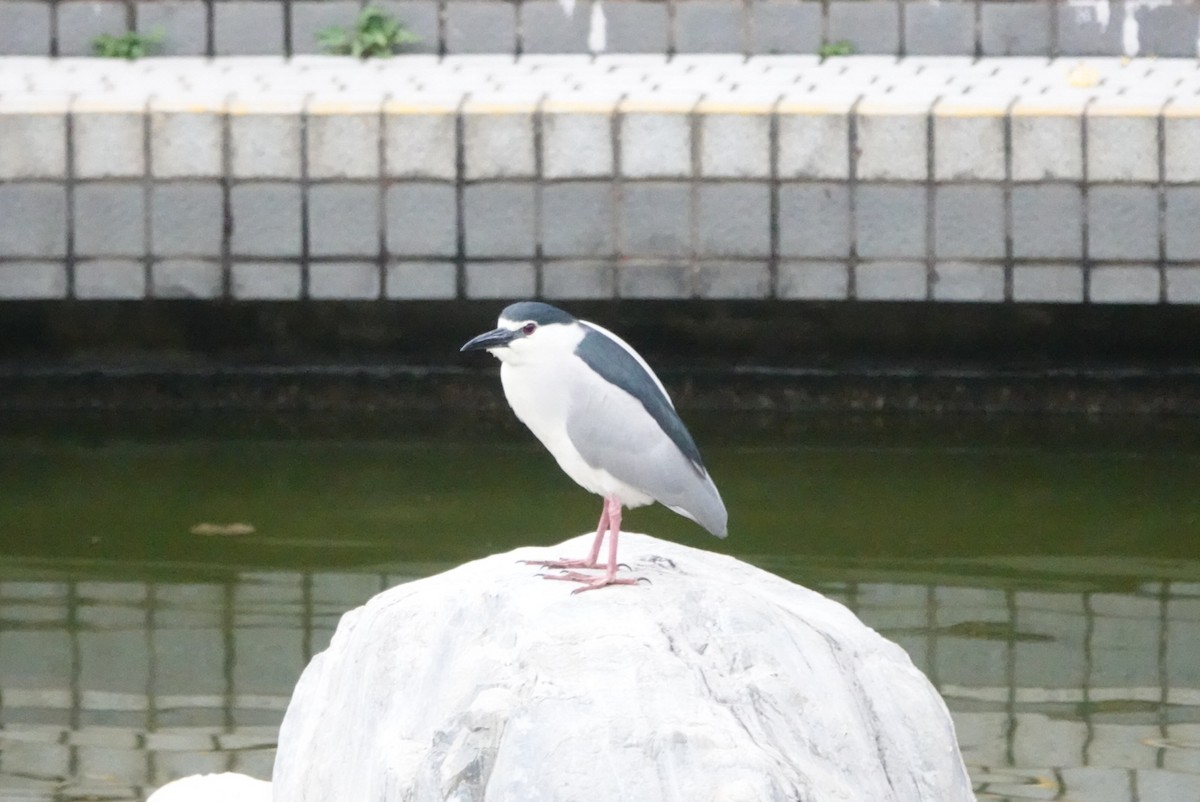 Black-crowned Night Heron - Lam Chan