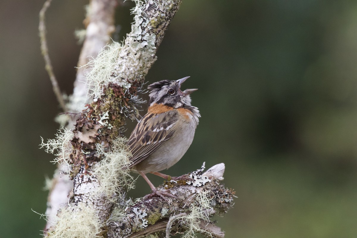 Rufous-collared Sparrow - Krista Oswald