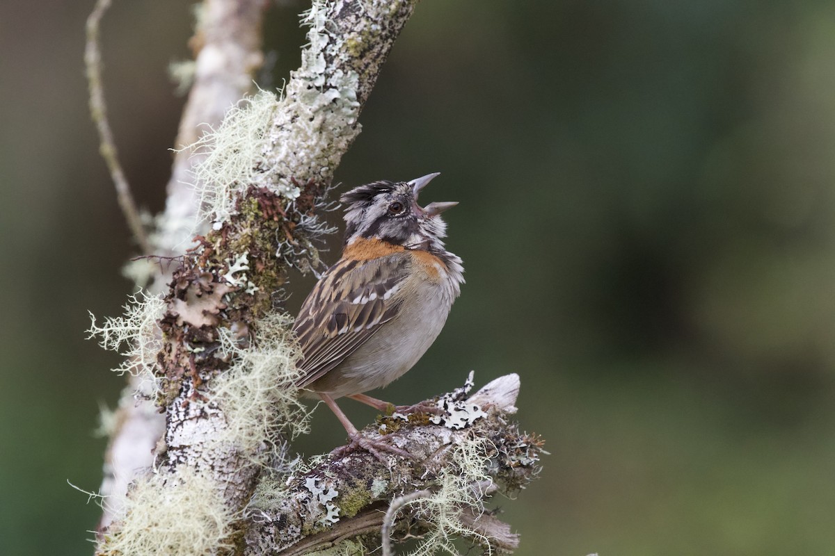 Rufous-collared Sparrow - Krista Oswald