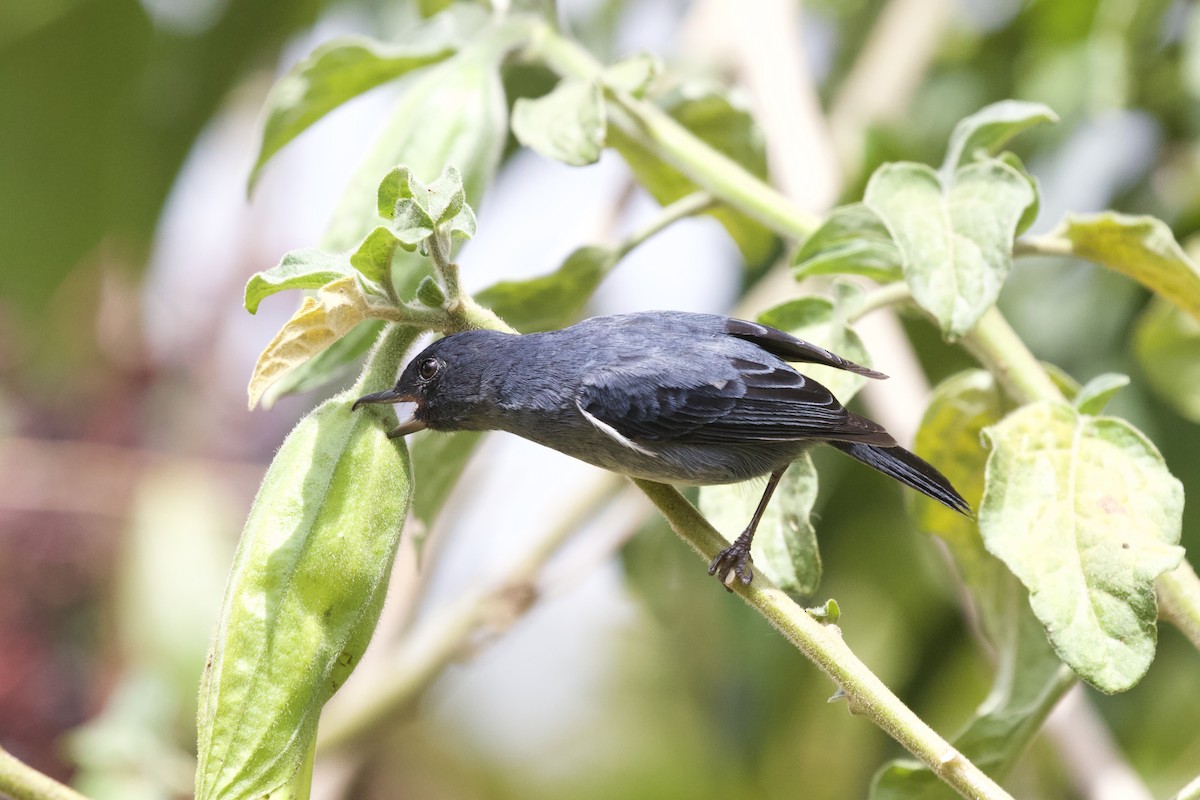 Slaty Flowerpiercer - ML619437759