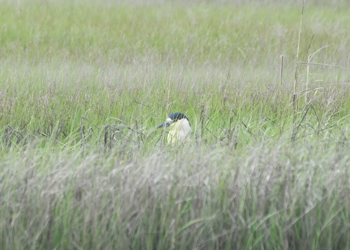 Black-crowned Night Heron - Joanne Dial