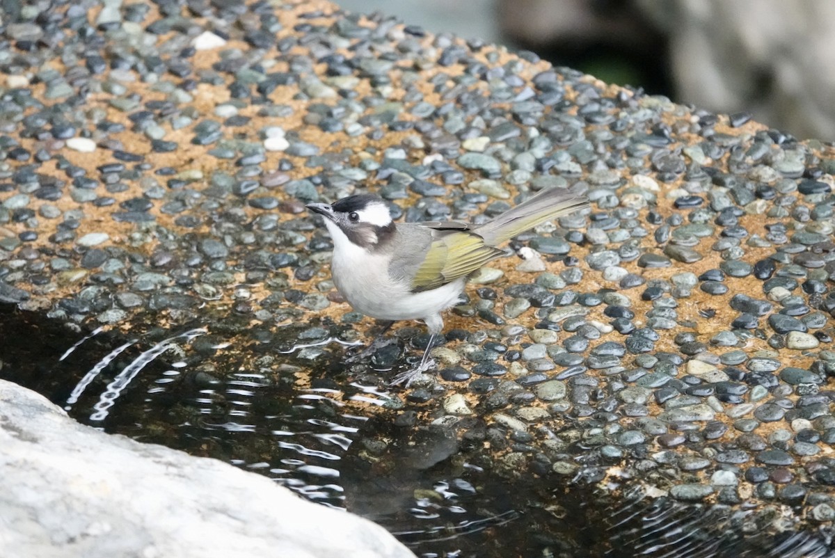 Light-vented Bulbul - Lam Chan