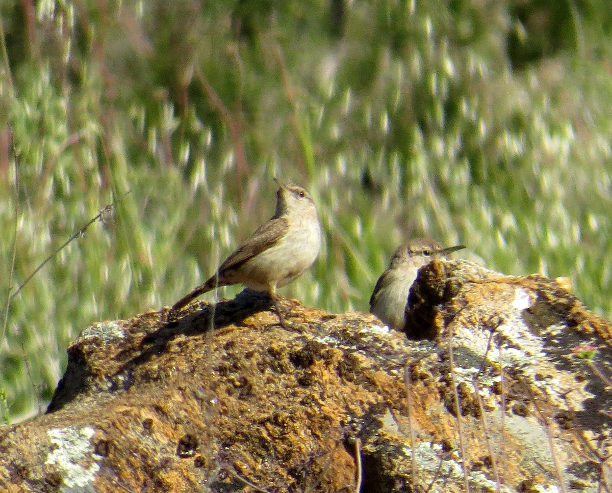 Rock Wren - Pam Campbell