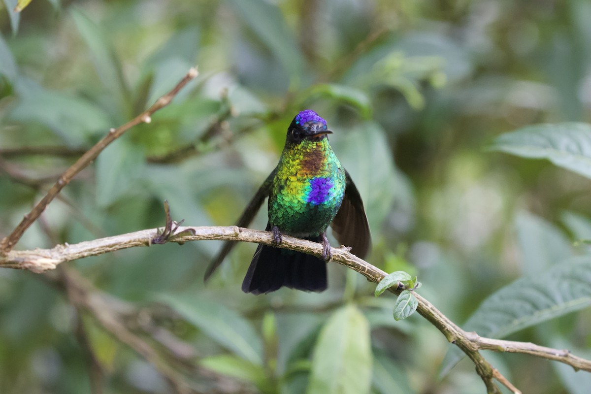 Fiery-throated Hummingbird - Krista Oswald