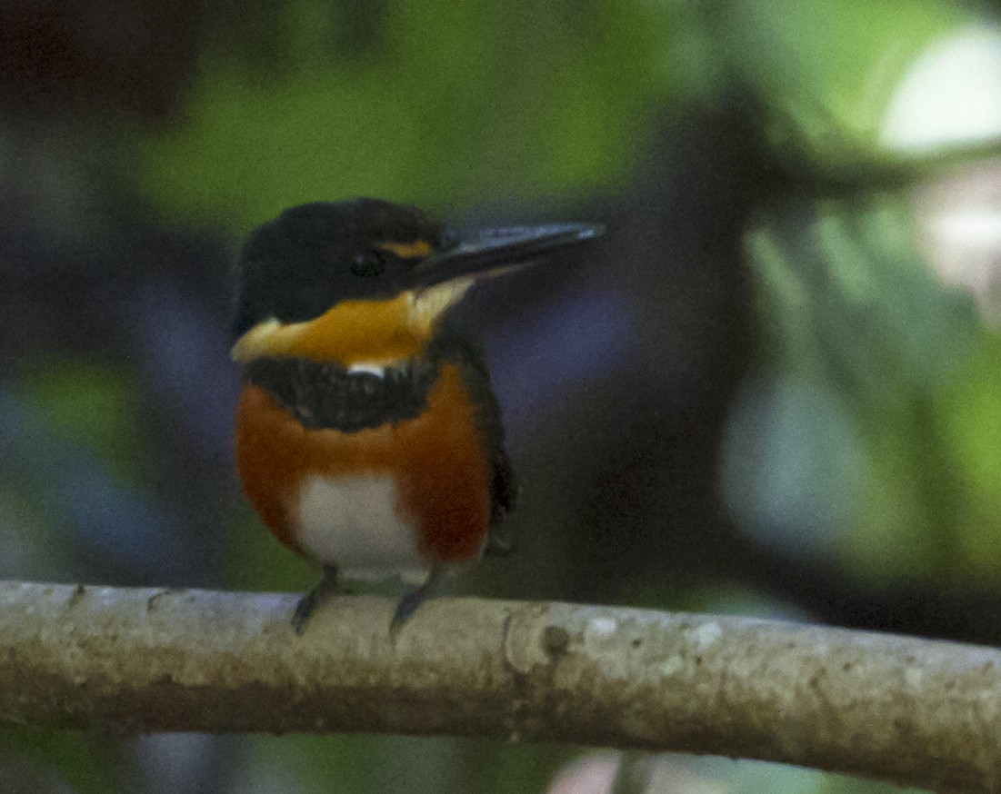 American Pygmy Kingfisher - Jim Hengeveld