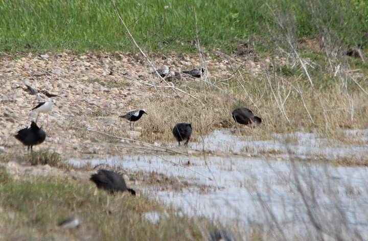 Pivieressa - ML619437775