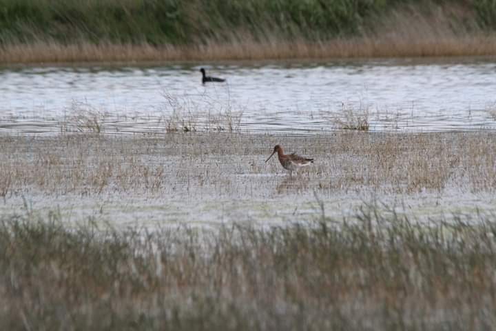 Pittima reale - ML619437781