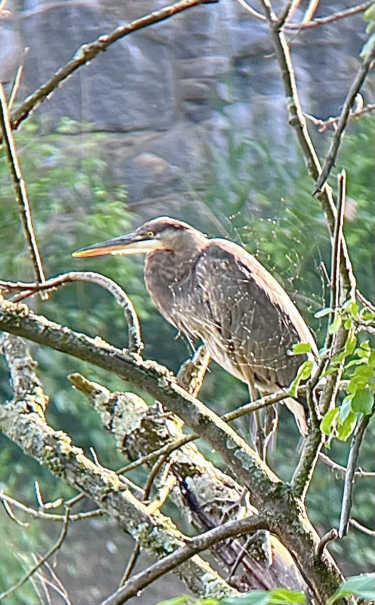 Большая голубая цапля - ML619437782