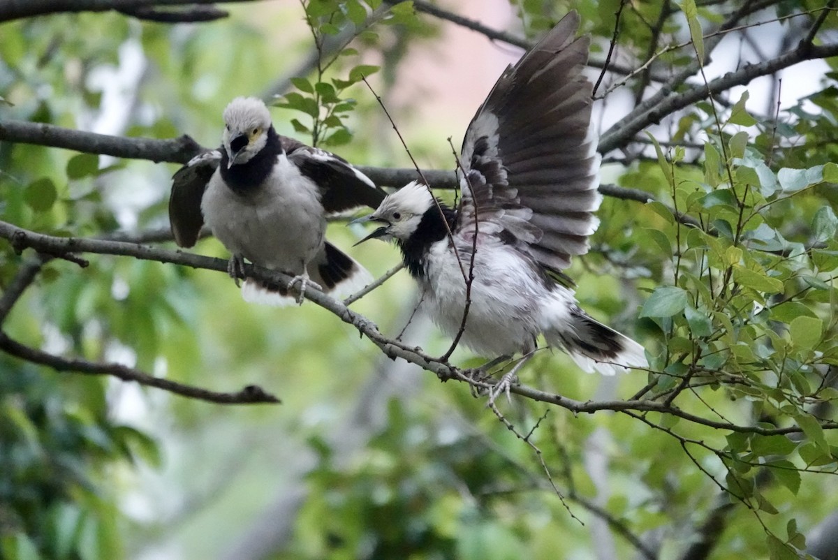 Black-collared Starling - Lam Chan