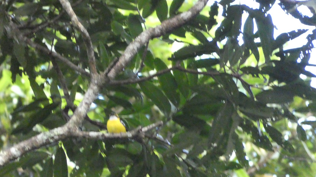 Yellow-breasted Boatbill - Morgan Pickering